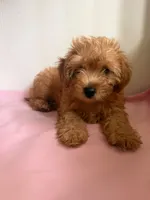 Nami , a female Yorkipoo for sale in South Amboy, NJ – 1 of 2
