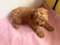 Nami , a female Yorkipoo for sale in South Amboy, NJ – 2 of 2