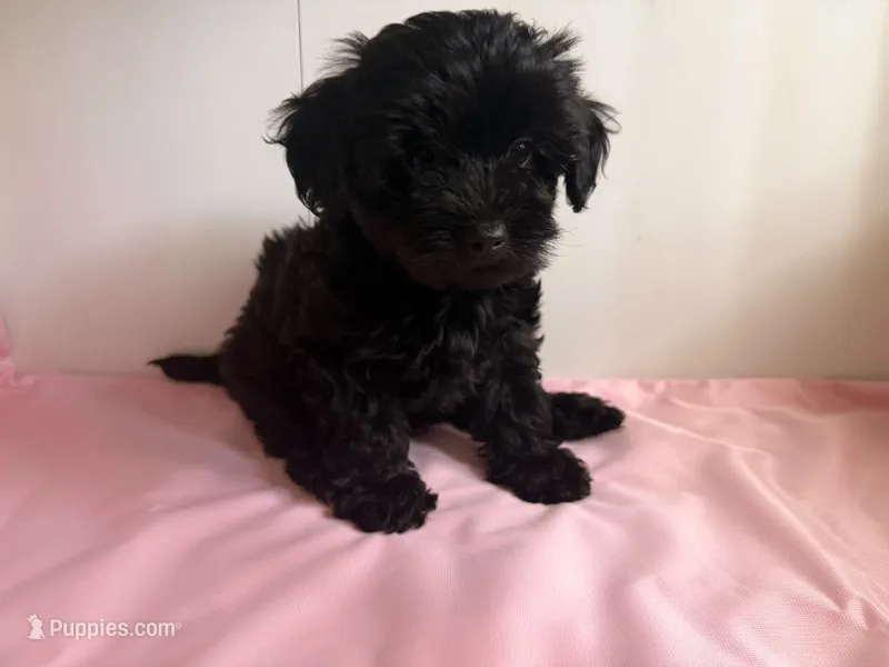 Nami  – Yorkipoo puppy for sale in South Amboy, NJ