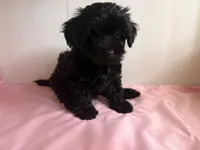 Nami , a female Yorkipoo for sale in South Amboy, NJ – 1 of 2