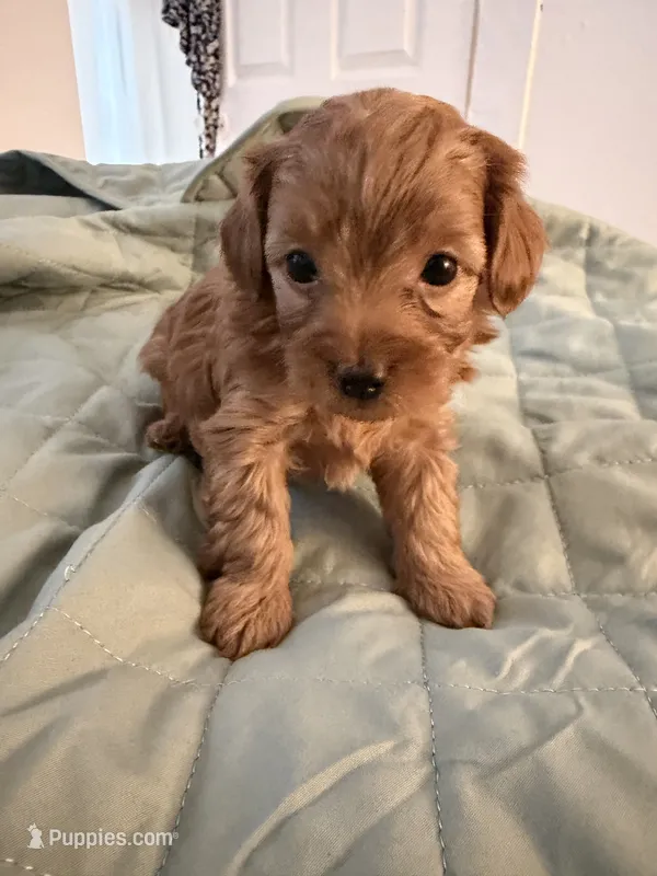 Milo  – Yorkipoo puppy for sale in Troy, NY