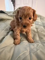 Milo , a male Yorkipoo for sale in Troy, NY – 1 of 1