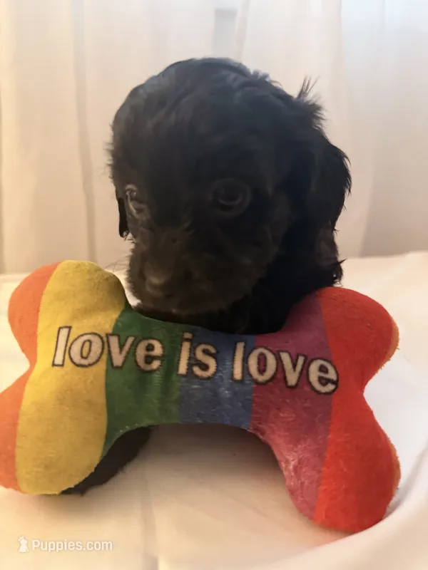 Nori – Yorkipoo puppy for sale in Troy, NY