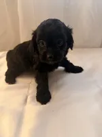Nori, a male Yorkipoo for sale in Bronx, NY – 2 of 2