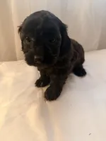 Yumi, a male Yorkipoo for sale in Troy, NY – 1 of 1