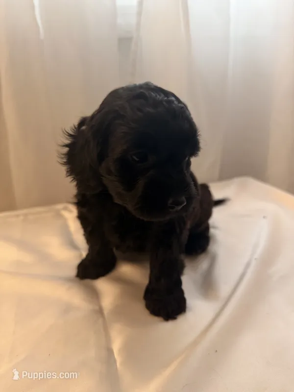 Demi – Yorkipoo puppy for sale in Troy, NY