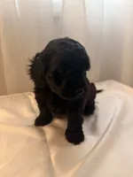 Demi, a male Yorkipoo for sale in Troy, NY – 1 of 2
