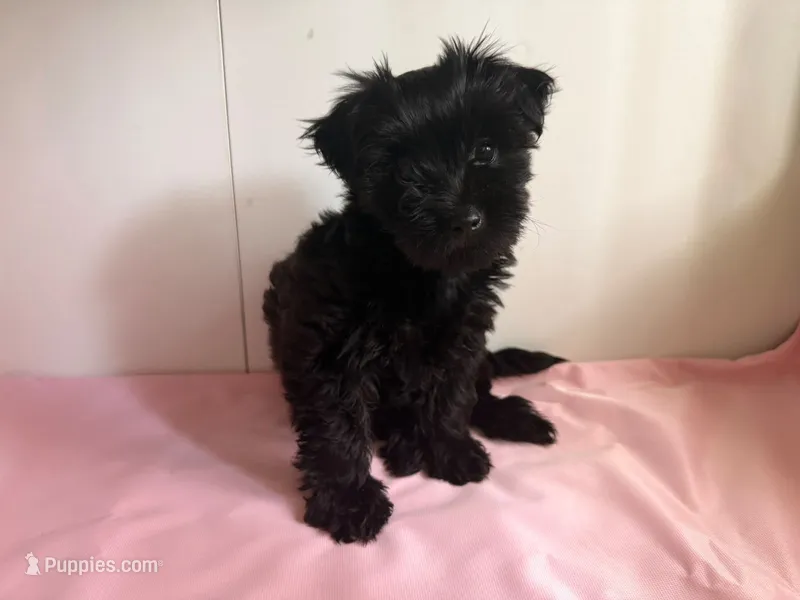 Mia  – Yorkipoo puppy for sale in South Amboy, NJ