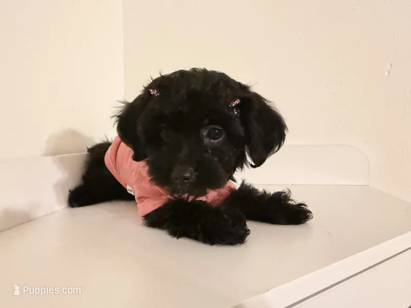 Nori – Yorkipoo puppy for sale in Albany, NY