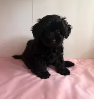 Nami , a female Yorkipoo for sale in South Amboy, NJ – 2 of 2