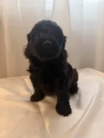 Demi, a male Yorkipoo for sale in Troy, NY – 2 of 2