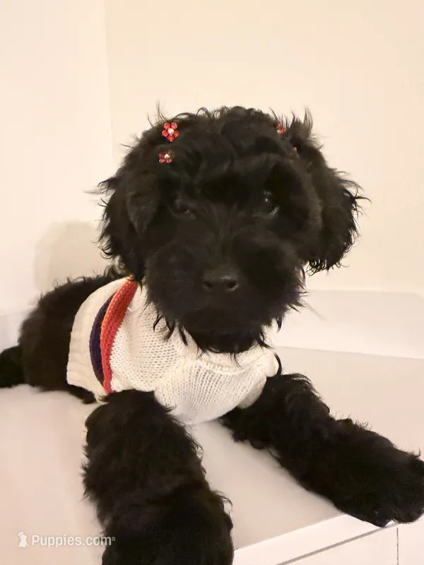 Demi – Yorkipoo puppy for sale in Albany, NY