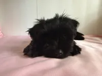 Mia , a female Yorkipoo for sale in South Amboy, NJ – 2 of 2
