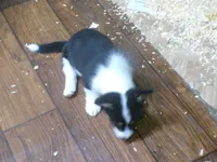 Tri.Female, a female Pembroke Welsh Corgi for sale in Newberry, FL – 3 of 3