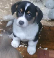 tri..male, a male Pembroke Welsh Corgi for sale in Newberry, FL – 3 of 3