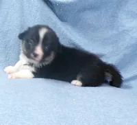 Tri.Female.black.head.tri, a female Pembroke Welsh Corgi for sale in Newberry, FL – 2 of 6