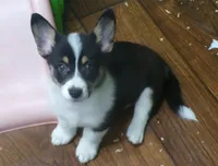 Tri.Female, a female Pembroke Welsh Corgi for sale in Newberry, FL – 2 of 3