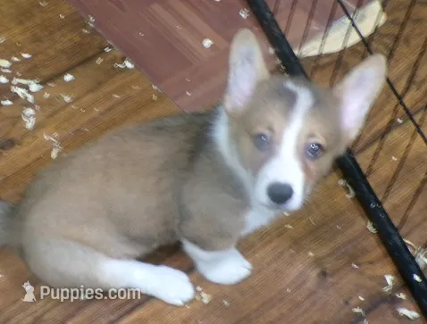red.male – Pembroke Welsh Corgi puppy for sale in Newberry, FL