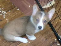 red.male, a male Pembroke Welsh Corgi for sale in Newberry, FL – 1 of 3