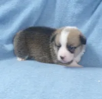 red.and.white.male, a female Pembroke Welsh Corgi for sale in Newberry, FL – 4 of 4
