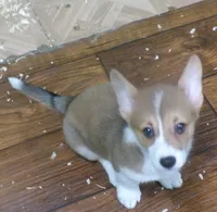red...female, a female Pembroke Welsh Corgi for sale in Newberry, FL – 3 of 3
