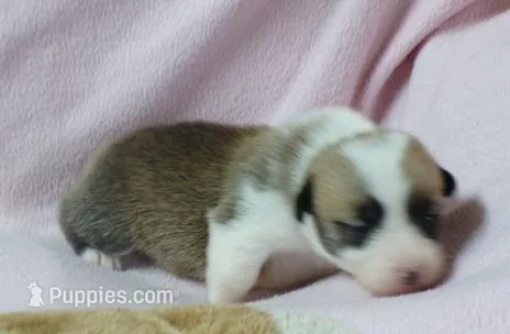 red.female – Pembroke Welsh Corgi puppy for sale in Newberry, FL