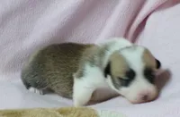 red.female, a female Pembroke Welsh Corgi for sale in Newberry, FL – 1 of 3