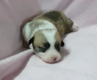 red.female, a female Pembroke Welsh Corgi for sale in Newberry, FL – 2 of 3