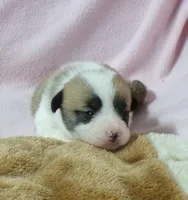 red.female, a female Pembroke Welsh Corgi for sale in Newberry, FL – 3 of 3