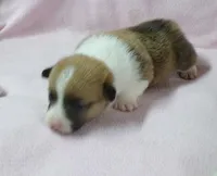 red.male, a female Pembroke Welsh Corgi for sale in Newberry, FL – 2 of 2