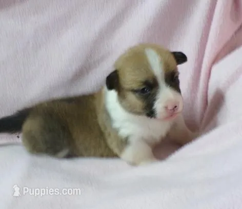 red.male – Pembroke Welsh Corgi puppy for sale in Newberry, FL