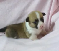 red.male, a female Pembroke Welsh Corgi for sale in Newberry, FL – 1 of 2