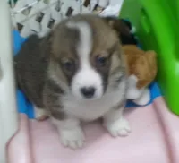 sable.male, a male Pembroke Welsh Corgi for sale in Newberry, FL – 2 of 3
