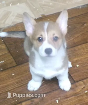 red...female – Pembroke Welsh Corgi puppy for sale in Newberry, FL