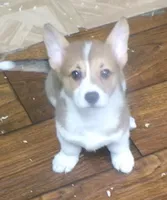 red...female, a female Pembroke Welsh Corgi for sale in Newberry, FL – 1 of 3