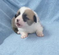 red.female.lots.of.white, a female Pembroke Welsh Corgi for sale in Newberry, FL – 4 of 6