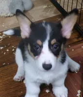 tri..male, a male Pembroke Welsh Corgi for sale in Newberry, FL – 2 of 2