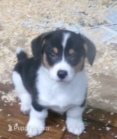 tri..male – Pembroke Welsh Corgi puppy for sale in Newberry, FL