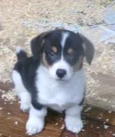 tri..male, a male Pembroke Welsh Corgi for sale in Newberry, FL – 1 of 3