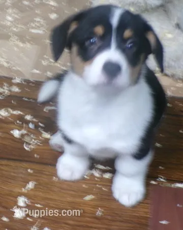 tri..male.. – Pembroke Welsh Corgi puppy for sale in Newberry, FL