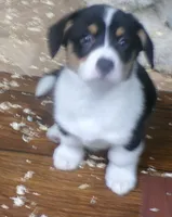 tri..male.., a male Pembroke Welsh Corgi for sale in Newberry, FL – 1 of 1