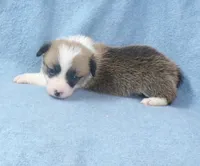 red.female.lots.of.white, a female Pembroke Welsh Corgi for sale in Newberry, FL – 6 of 6