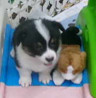 Tri.Female, a female Pembroke Welsh Corgi for sale in Newberry, FL – 3 of 3