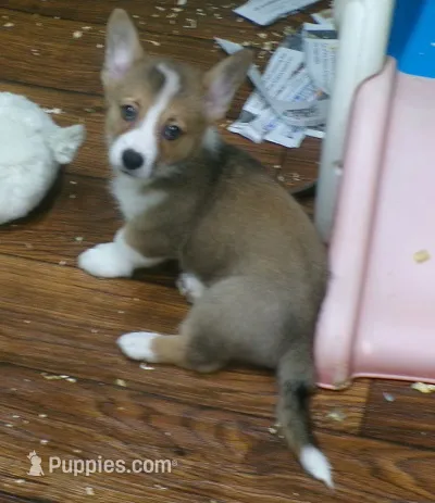 red.and.white.male – Pembroke Welsh Corgi puppy for sale in Newberry, FL