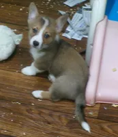 red.and.white.male, a male Pembroke Welsh Corgi for sale in Newberry, FL – 1 of 3
