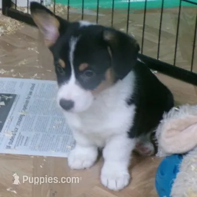 Tri.Female#2 – Pembroke Welsh Corgi puppy for sale in Newberry, FL