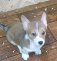 red...female, a female Pembroke Welsh Corgi for sale in Newberry, FL – 2 of 3