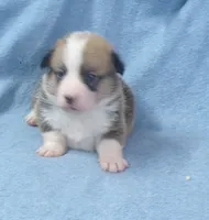 red.and.white.male, a female Pembroke Welsh Corgi for sale in Newberry, FL – 1 of 4
