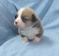 red.and.white.male, a female Pembroke Welsh Corgi for sale in Newberry, FL – 2 of 4