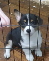 Tri.Female#2, a female Pembroke Welsh Corgi for sale in Newberry, FL – 2 of 3
